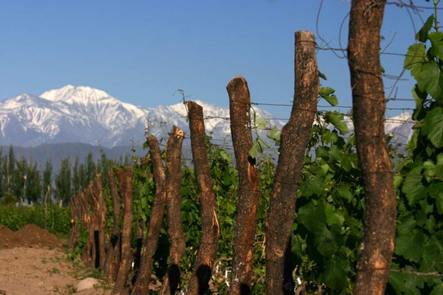 Mendoza de las vides