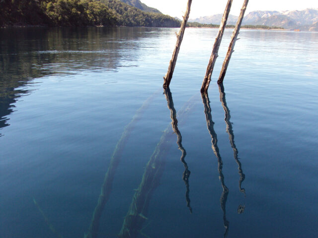 bosque-sumergido-lago-traful (1)