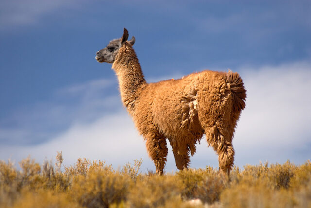 Llama