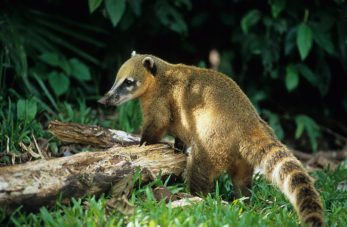 Coatí