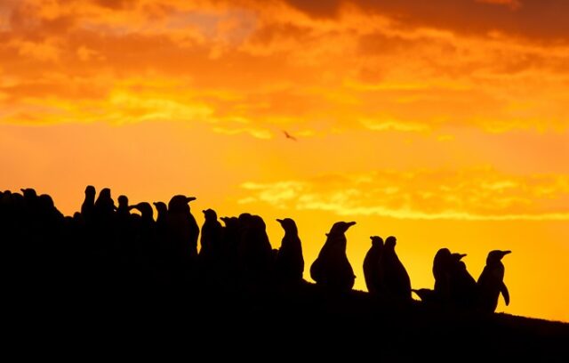 Pingüinos