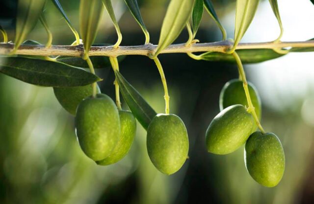 Aceites Varietales cosecha