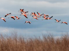 Mirar las aves, una pasión que mueve multitudes