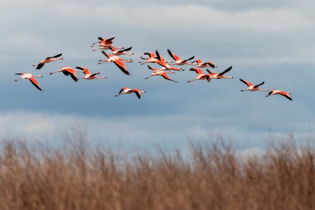 Aves