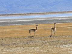 Participar del Chaku: un viaje a la esquila de las vicuñas