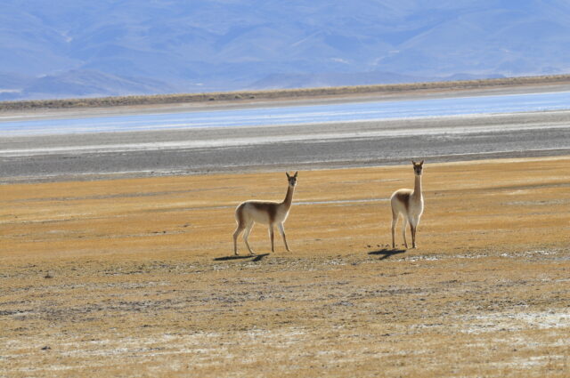 Fauna_Vicuñas_Secretaria de Turismo de Catamarca_03