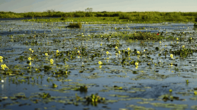 Esteros del Iberá