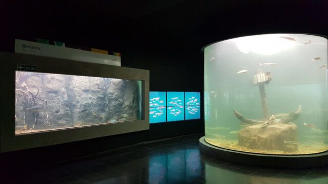 acuario portada