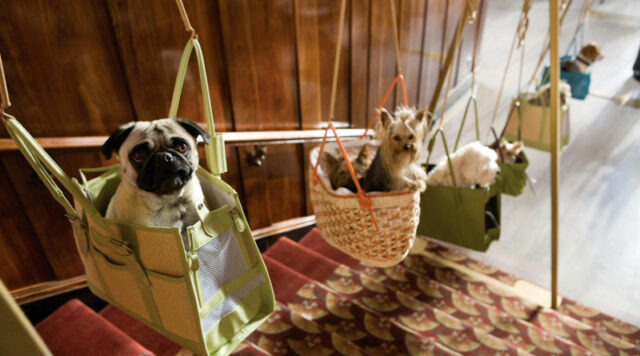 dubai pet friendly