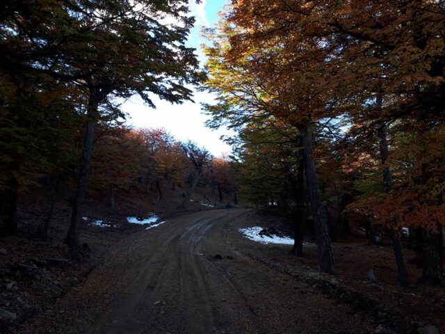 los antiguos bosque