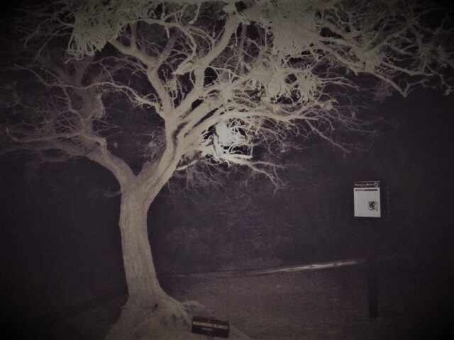 árbol de noche