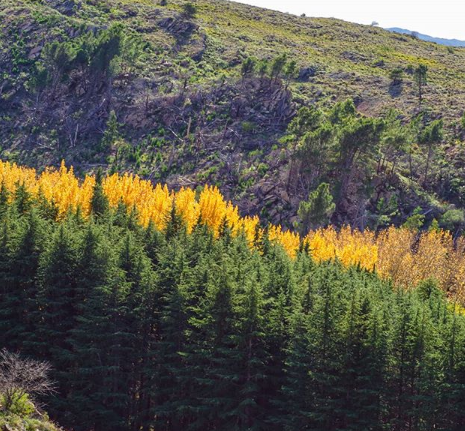 bosque