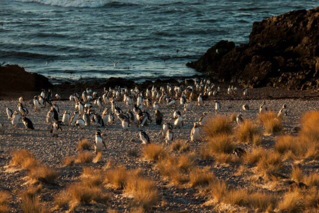 pinguinos