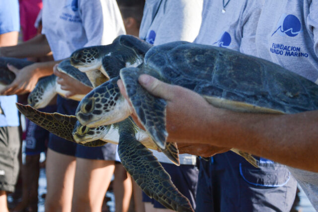 TORTUGAS5