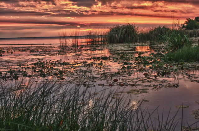 iberá
