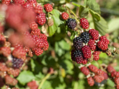 Sabores imperdibles en este rincón del Paralelo 42°