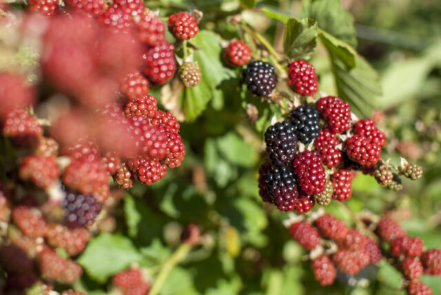 Fruta-fina-El-Hoyo-5