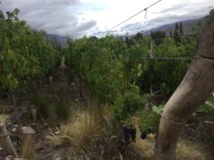 Descubrí los vinos de la Quebrada de Humahuaca