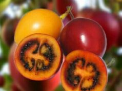 ¿Alguna vez probaste este misterioso fruto?