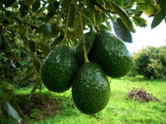 Paltas con sello argentino: datos de una pasión nacional