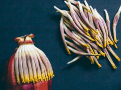 ¿Flor de banana?¿Lichi? Asombrate con estos sabores