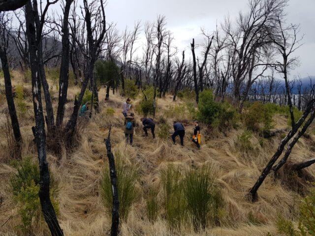 PLANTACIÓN DOS 12 SEP
