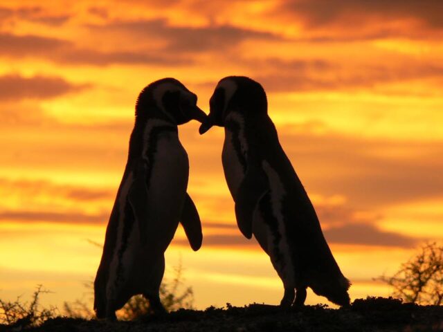 pinguinos