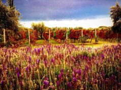 Casa Vigil: Viaje al mejor vino del mundo