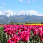 Tulipanes uno