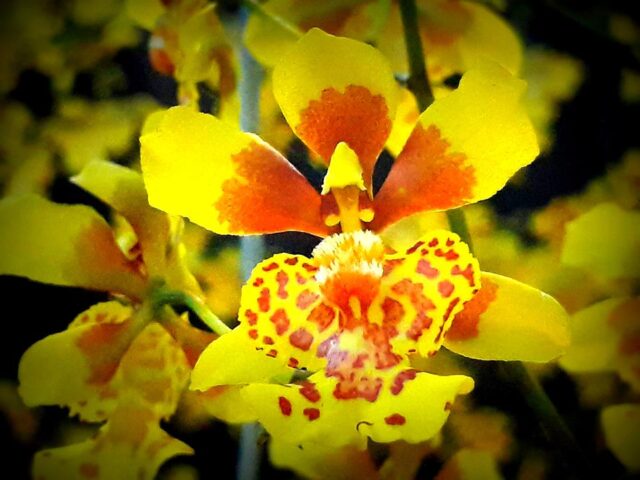 orquídeas portada