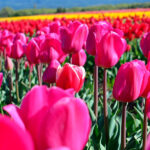 tulipanes dos