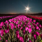 tulipanes noche