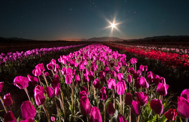 tulipanes noche
