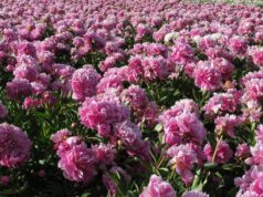 Peonías en Trevelin ¿Y qué pasó con los tulipanes?