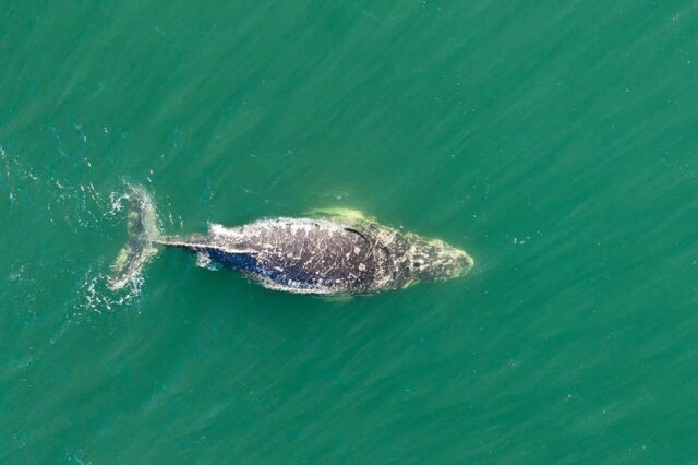 ballena dos
