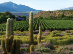 Los 100 mejores vinos argentinos según un experto