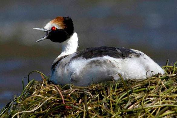 Macá tobiano