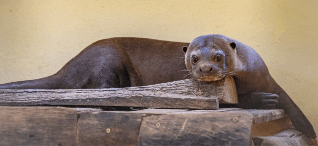 nutria