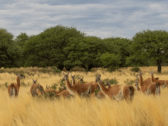 Tres razones para conocer La Pampa