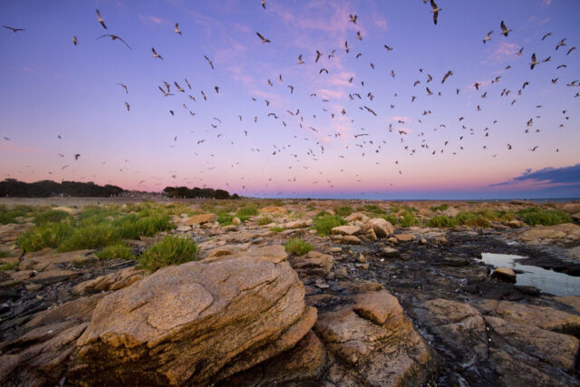 islote_lobos_068_ph_hernan_povedano