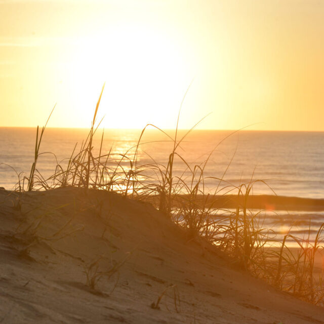 gesell 6