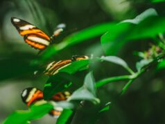 Un encantador mariposario en el litoral