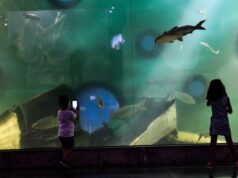 Ocho imperdibles para vacaciones de invierno en Rosario